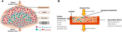 Lymph Nodes-On-Chip: Promising Immune Platforms for Pharmacological and Toxicological Applications